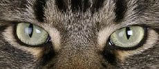 Dusty Coons