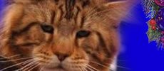 Nektarcats
