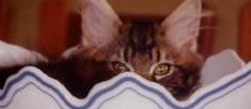 Artsycats