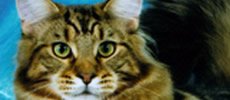 stordire