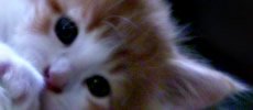 Charmant Chatte