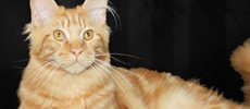 Grandcoon