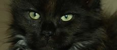 Catroad