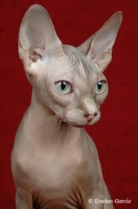 Ebano Sphynx