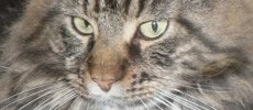 catyscoon