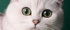 Magnificats