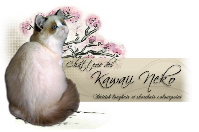 Kawaii Neko