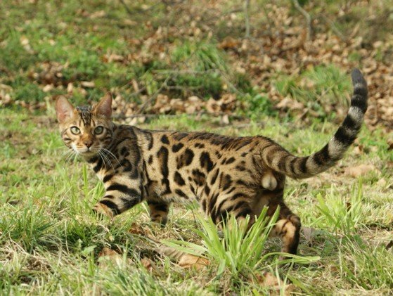 El Trasgu Bengal