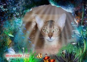Wonderlife