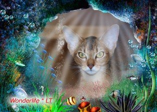 Wonderlife