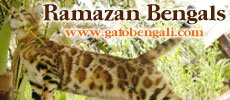 anuncio-ramazanbengals1