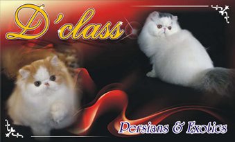 DClass
