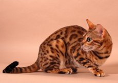 Poeticpaws