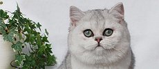 VAGABOGO