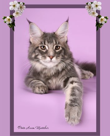 LeonilaCoon