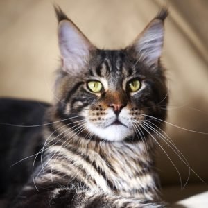 Gangstercat