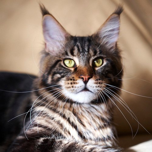 Gangstercat