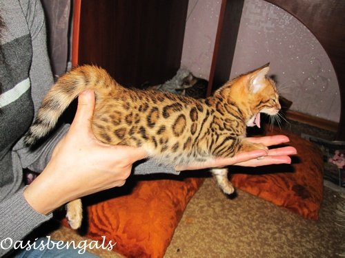MurenaCat