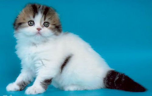 Jollycat