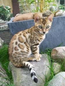 Wild Shadow Cats