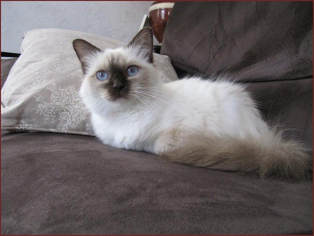 Chatterie Joyau de Saphir