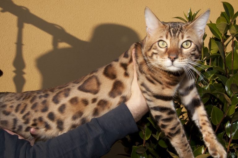 Duma Bengal