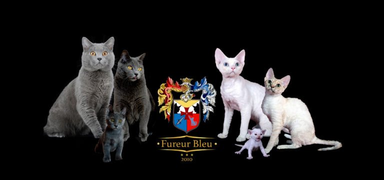 Fureur Bleu Top Cat Breeders
